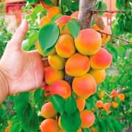 Саженец Абрикос колоновидный Кампанило в контейнере